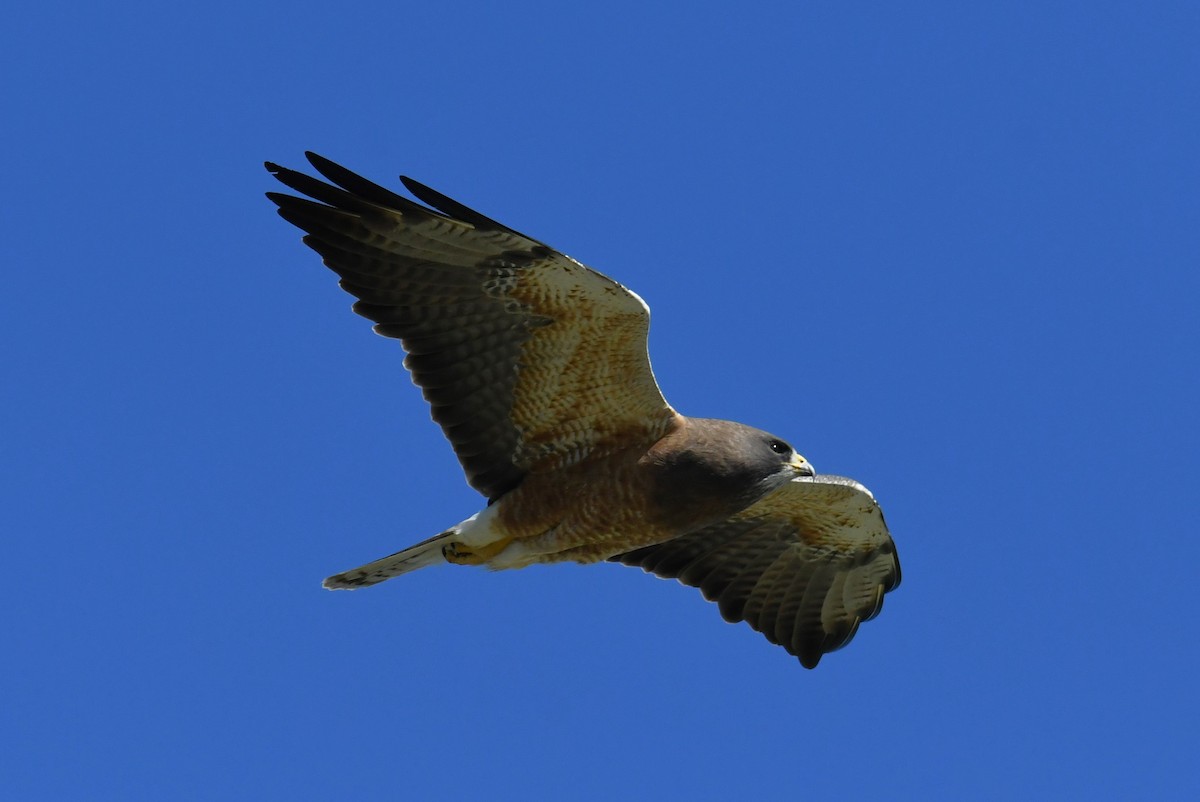 Swainson's Hawk - ML618733058