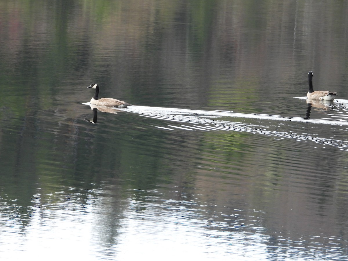 Canada Goose - Denis Provencher COHL