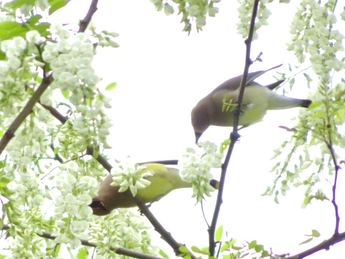 Cedar Waxwing - Dan Keener