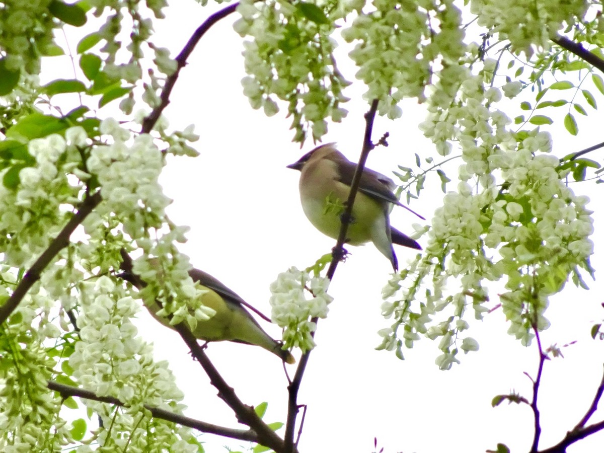 Cedar Waxwing - Dan Keener