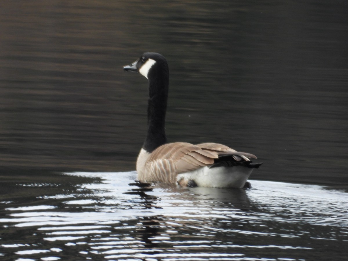 Canada Goose - ML618733063