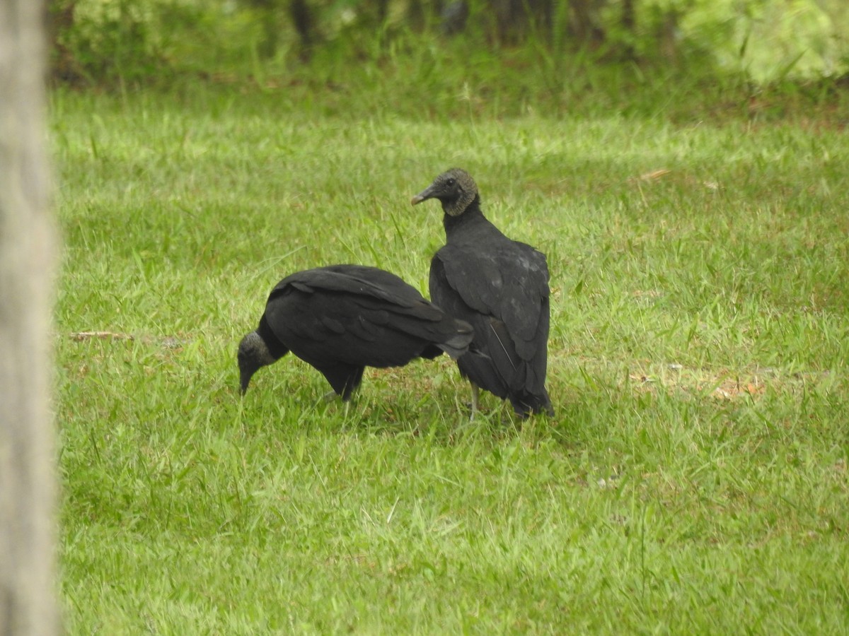 Black Vulture - ML618733077