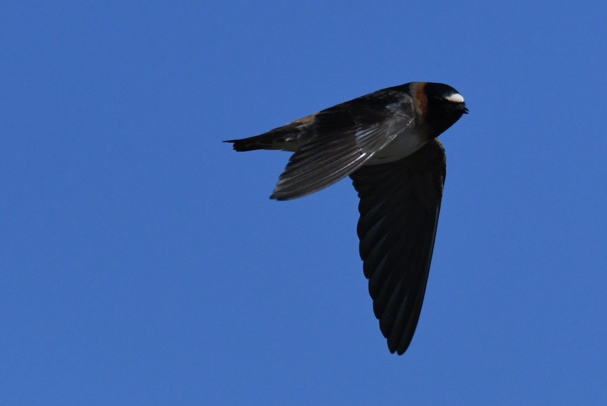 Cliff Swallow - Colin Dillingham