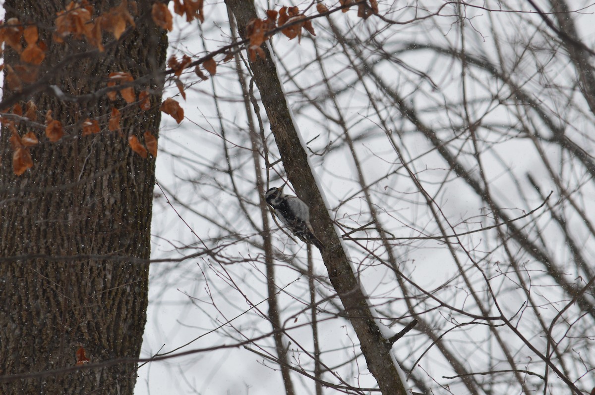 Hairy Woodpecker - Justin Hageman