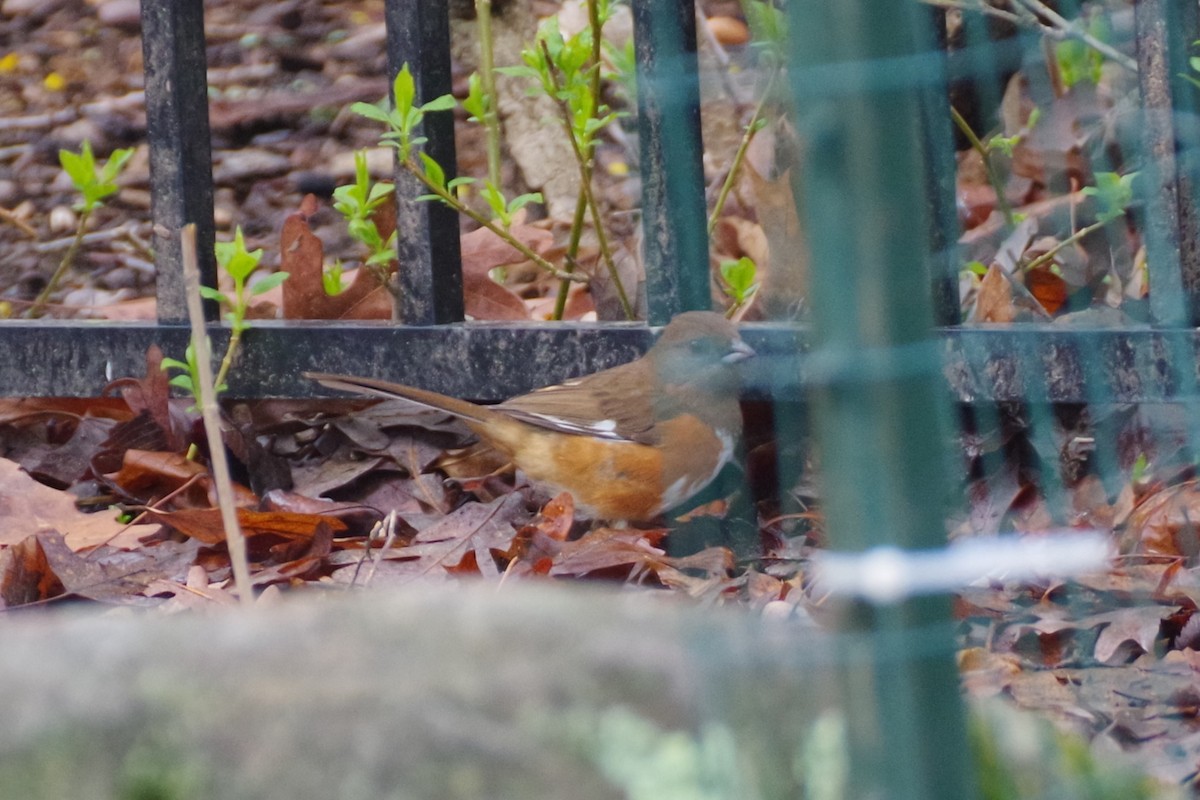 Eastern Towhee (Red-eyed) - ML618733133