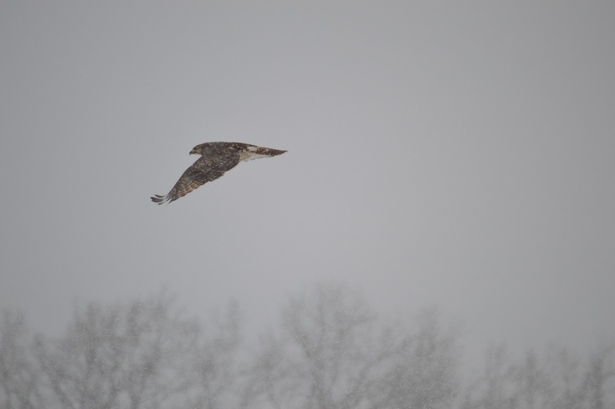 Red-tailed Hawk - ML618733135