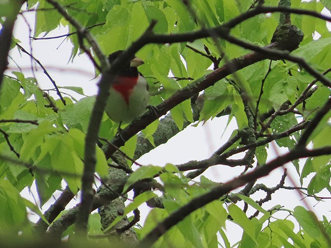 Rose-breasted Grosbeak - Nancy Anderson