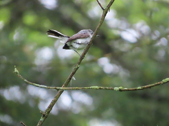 Blue-gray Gnatcatcher - Nancy Anderson