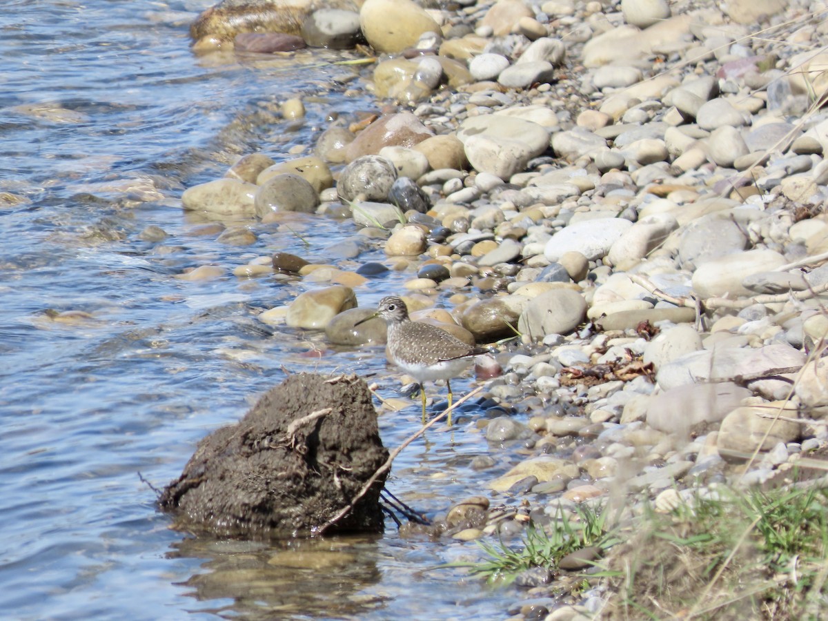 Solitary Sandpiper - ML618733176