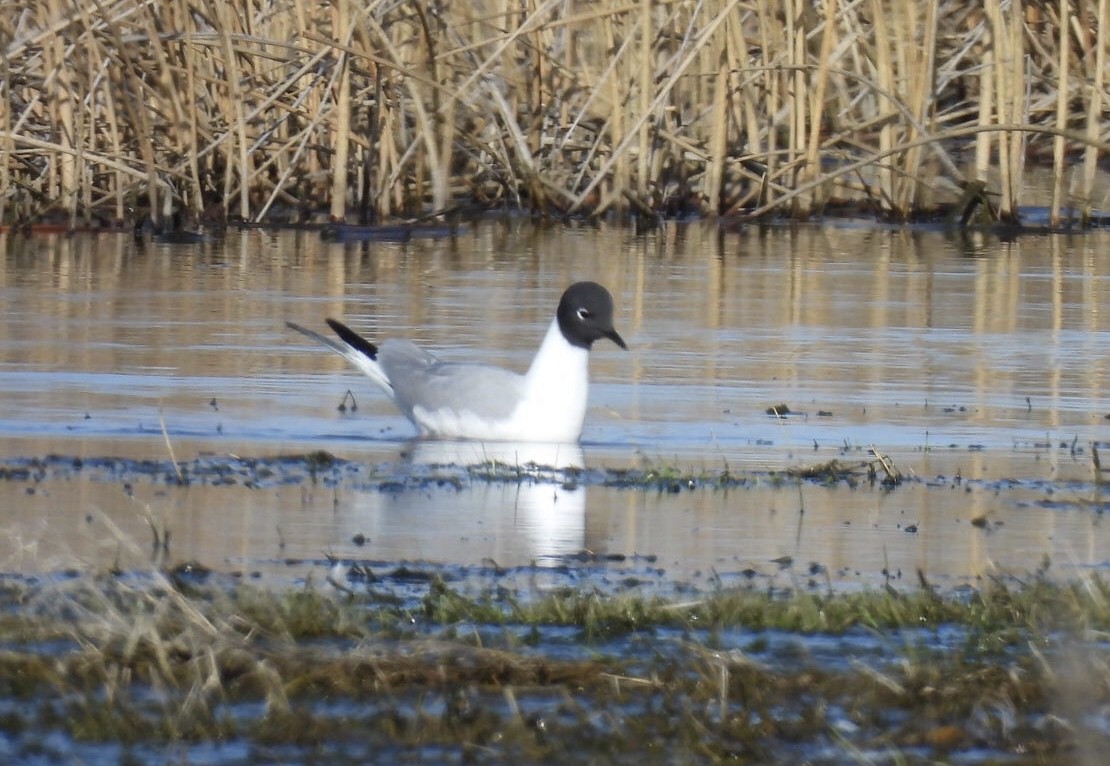 Bonaparte's Gull - ML618733187