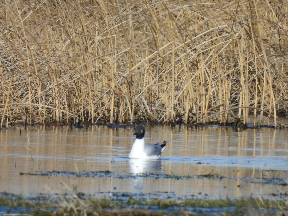 Bonaparte's Gull - ML618733194