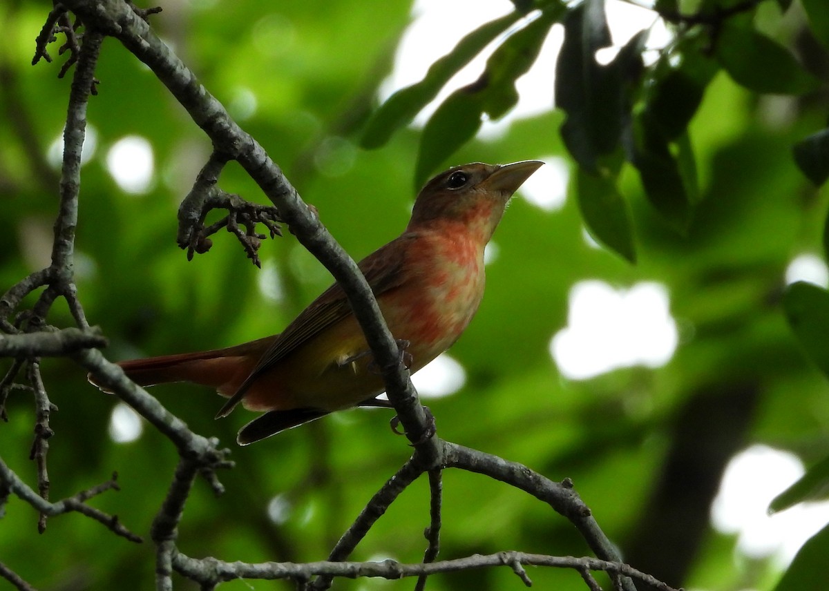 Summer Tanager - ML618733237