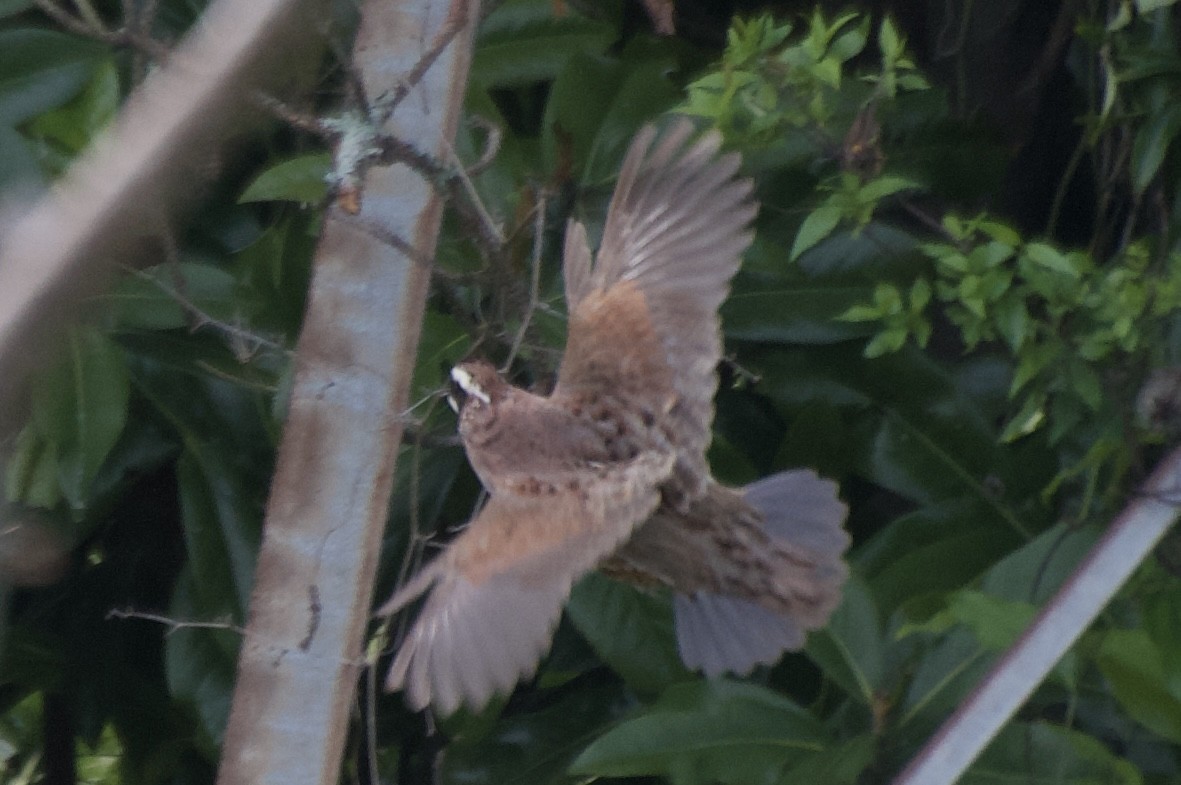 Northern Bobwhite - ML618733257
