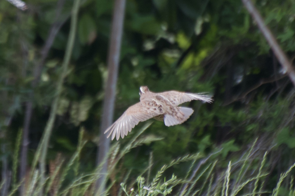 Northern Bobwhite - ML618733258