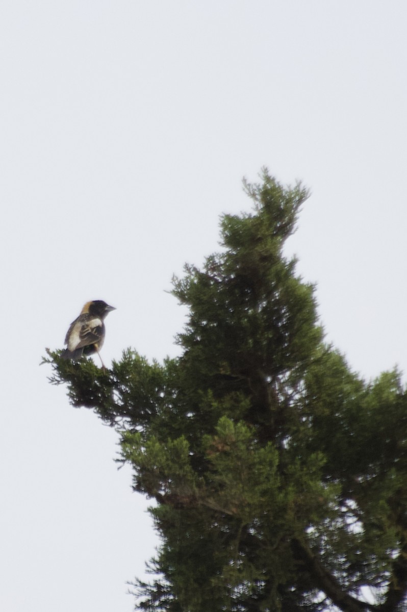 Bobolink - ML618733263