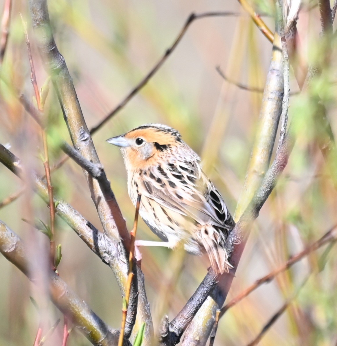 LeConte's Sparrow - ML618733281