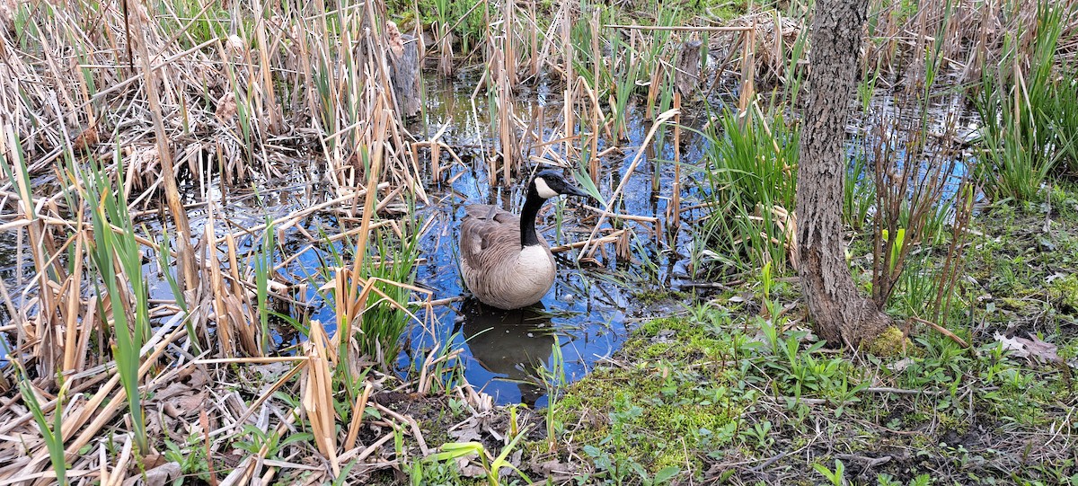 Canada Goose - Chantal Sauriol