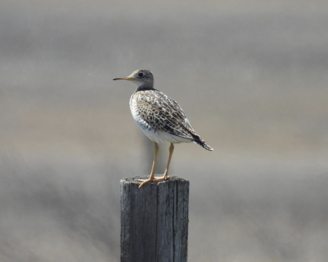 Upland Sandpiper - ML618733284