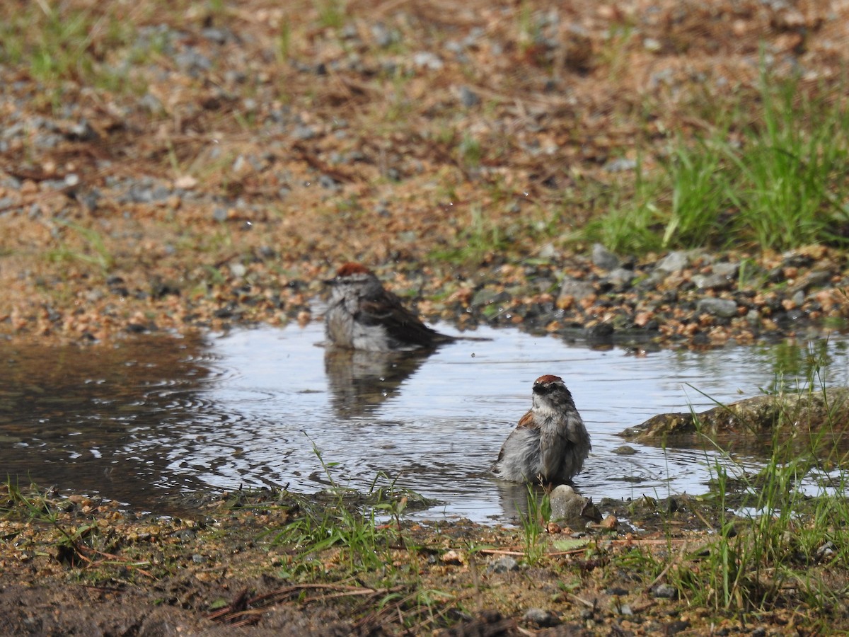 Chipping Sparrow - Anonymous