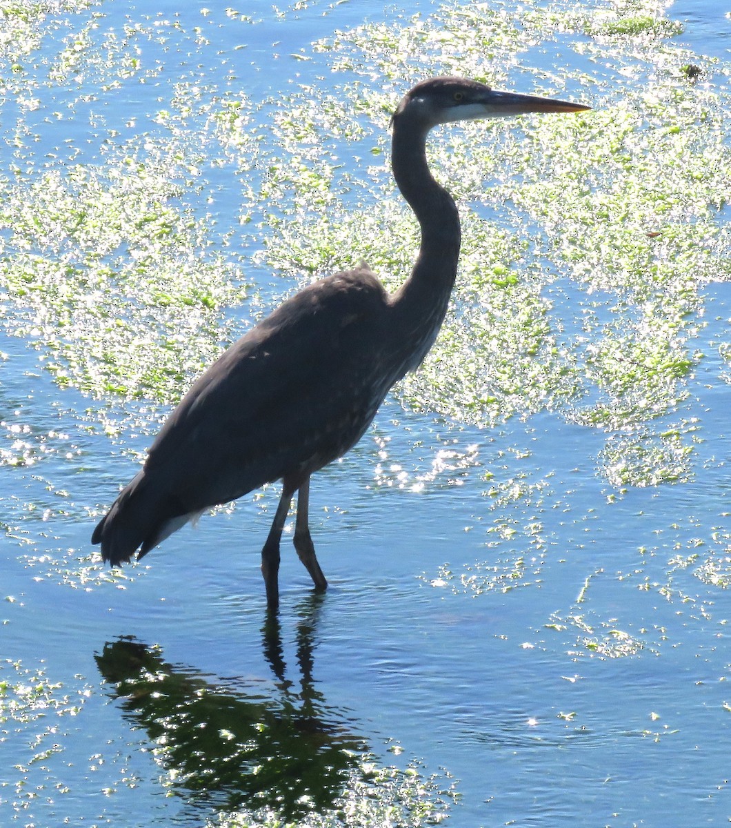 Great Blue Heron - Kathryn Clouston