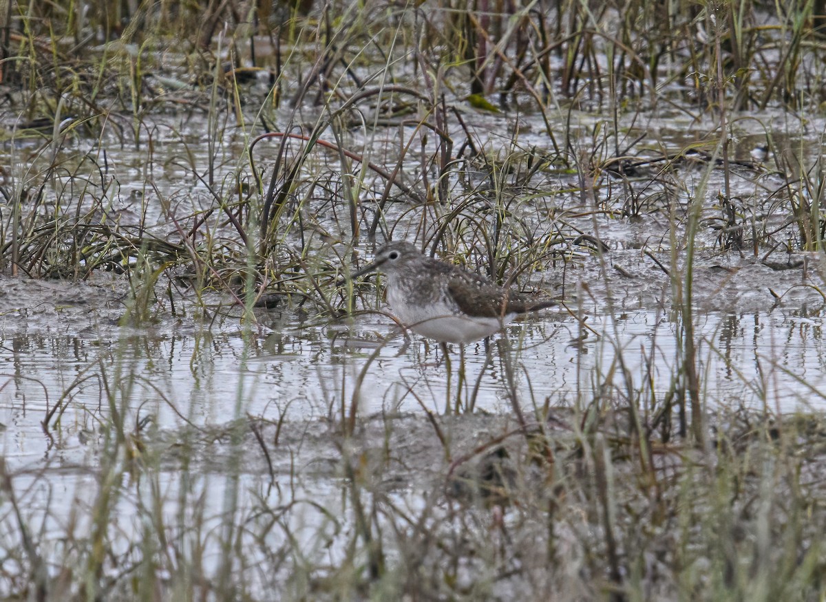 Solitary Sandpiper - ML618733325