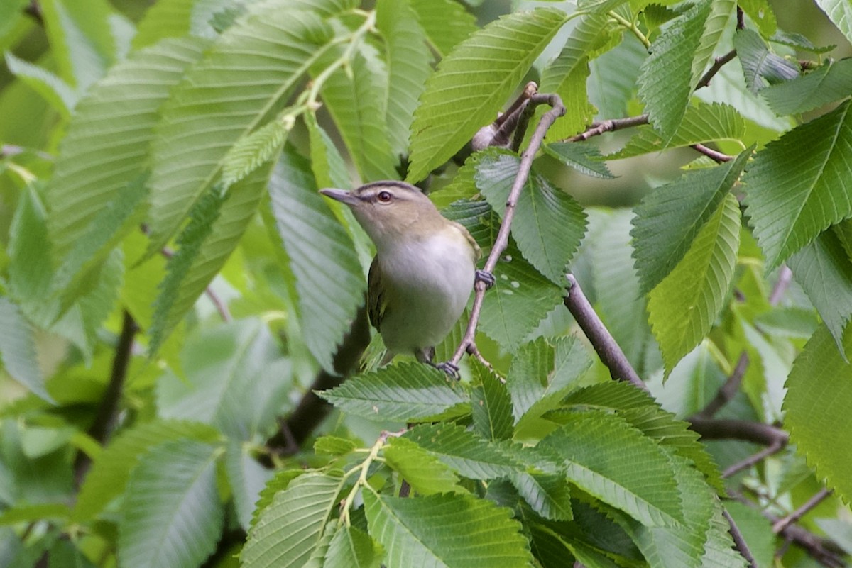 Kızıl Gözlü Vireo - ML618733329