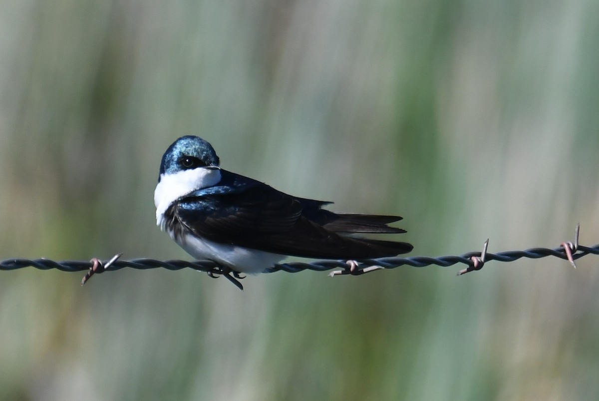 Tree Swallow - ML618733333