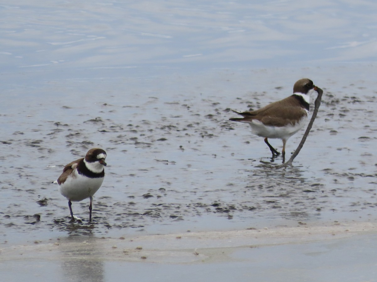 Semipalmated Plover - Ruth Bergstrom