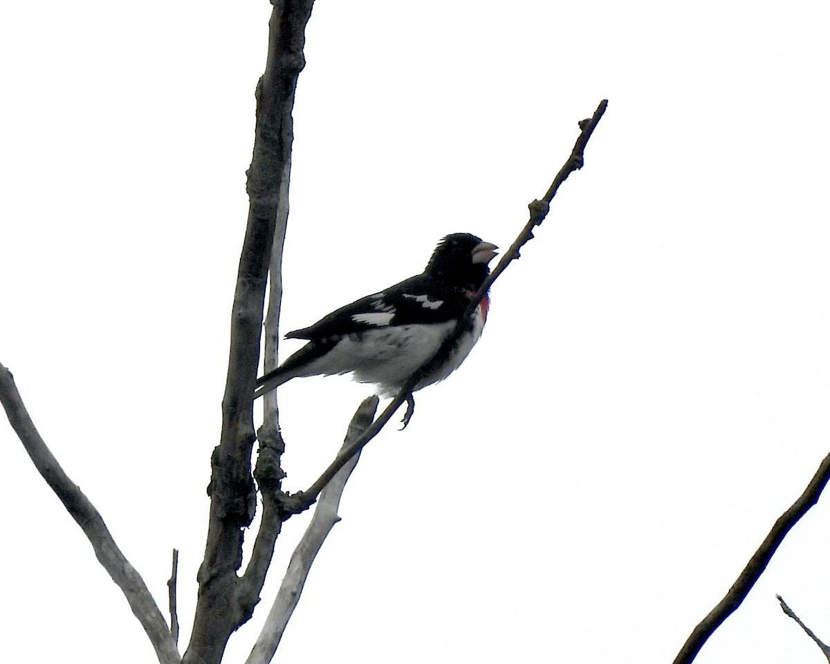 Rose-breasted Grosbeak - ML618733371