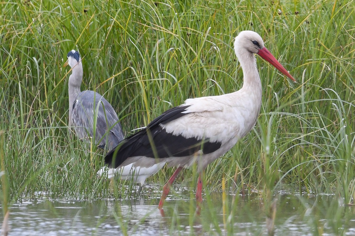 White Stork - ML618733387