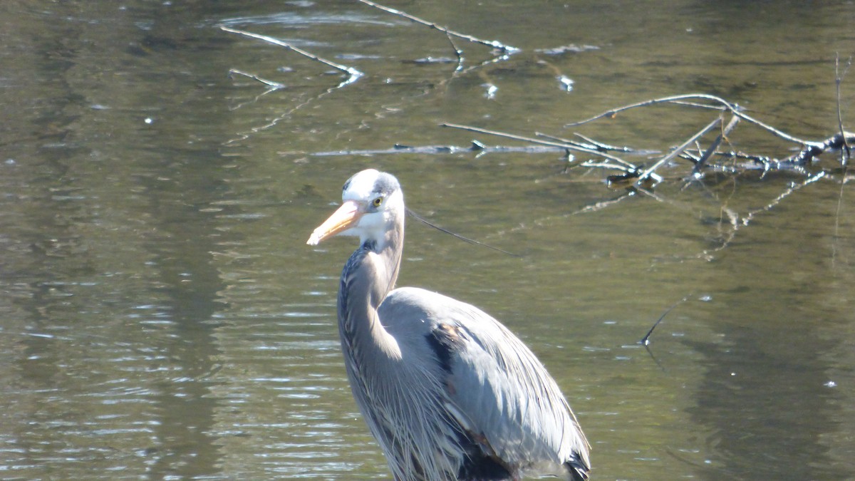 Great Blue Heron - ML618733413