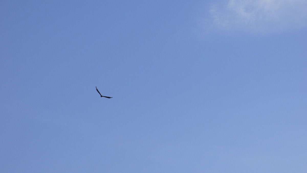 Turkey Vulture - ML618733427