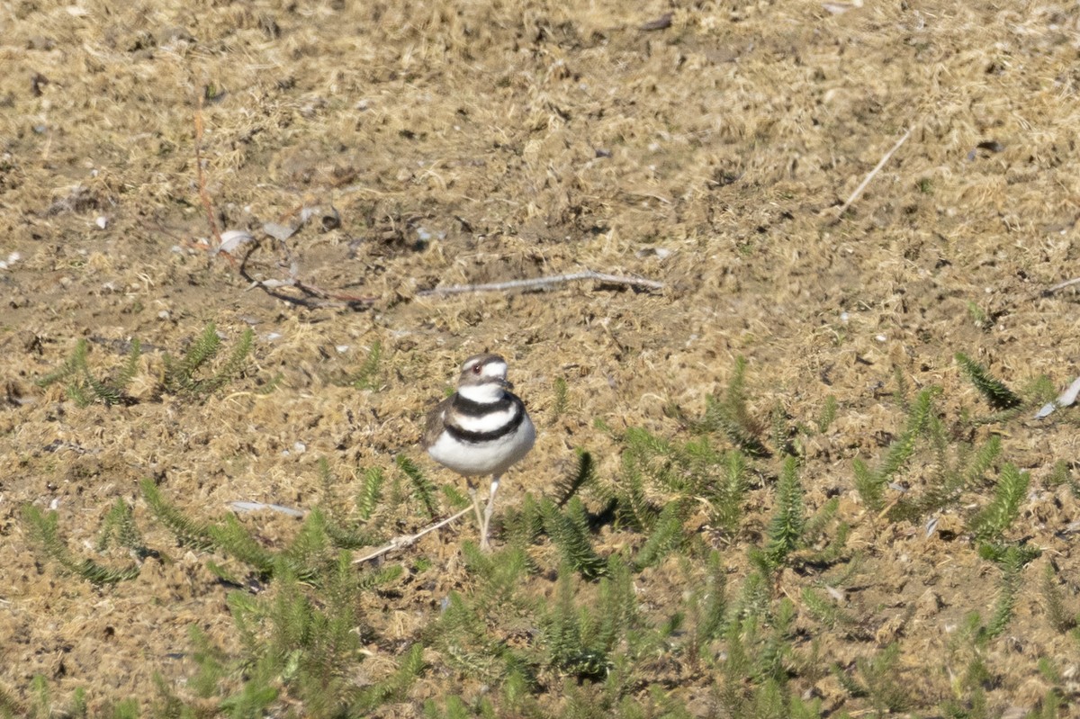 Killdeer - ML618733429