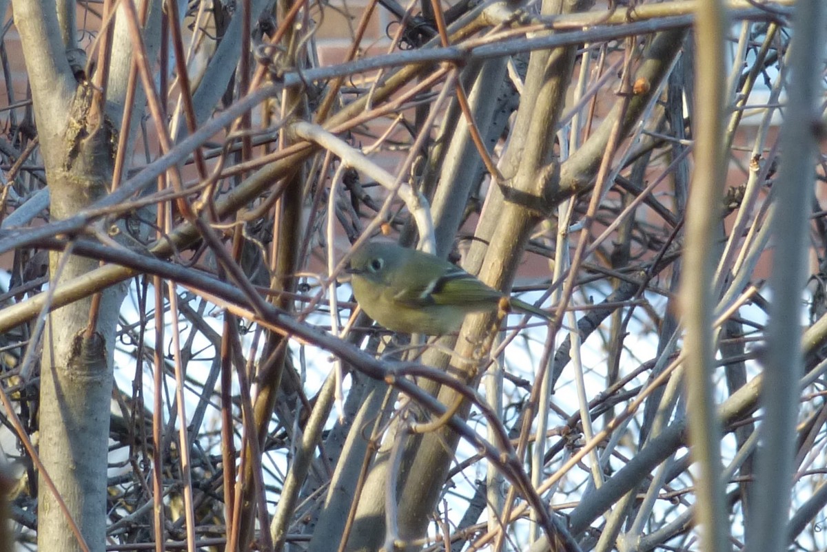 Ruby-crowned Kinglet - ML618733432