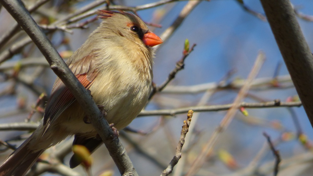 Northern Cardinal - ML618733442