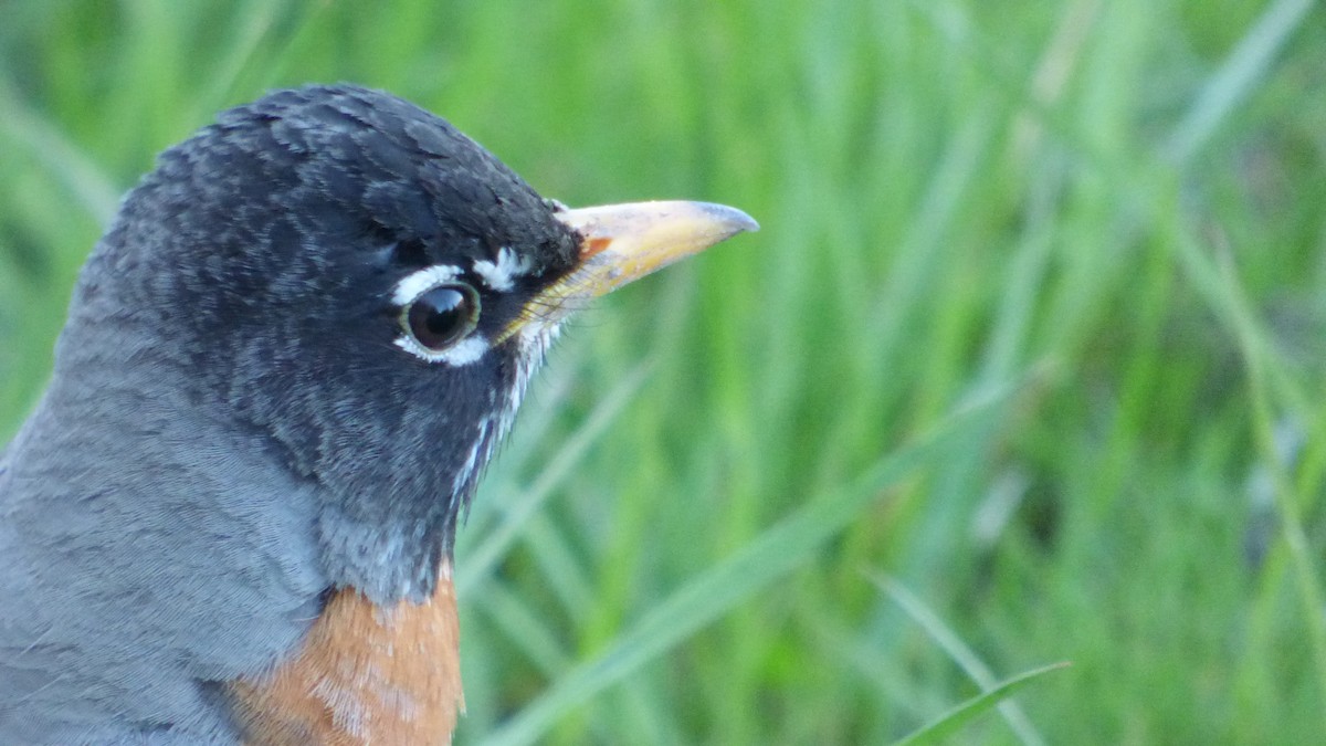 American Robin - ML618733444