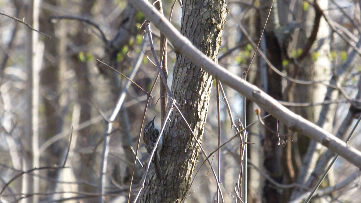 Brown Creeper - ML618733451