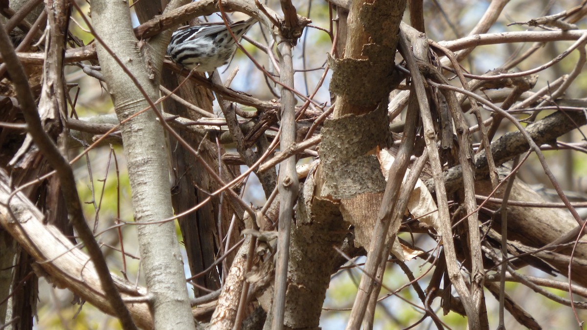 Black-and-white Warbler - Chris Wei