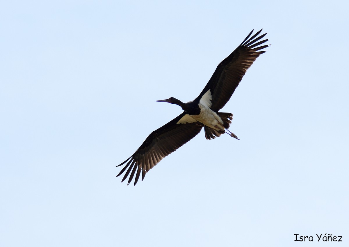 Black Stork - ML618733480