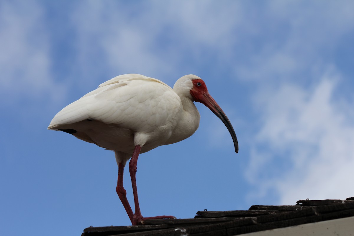 White Ibis - ML618733528