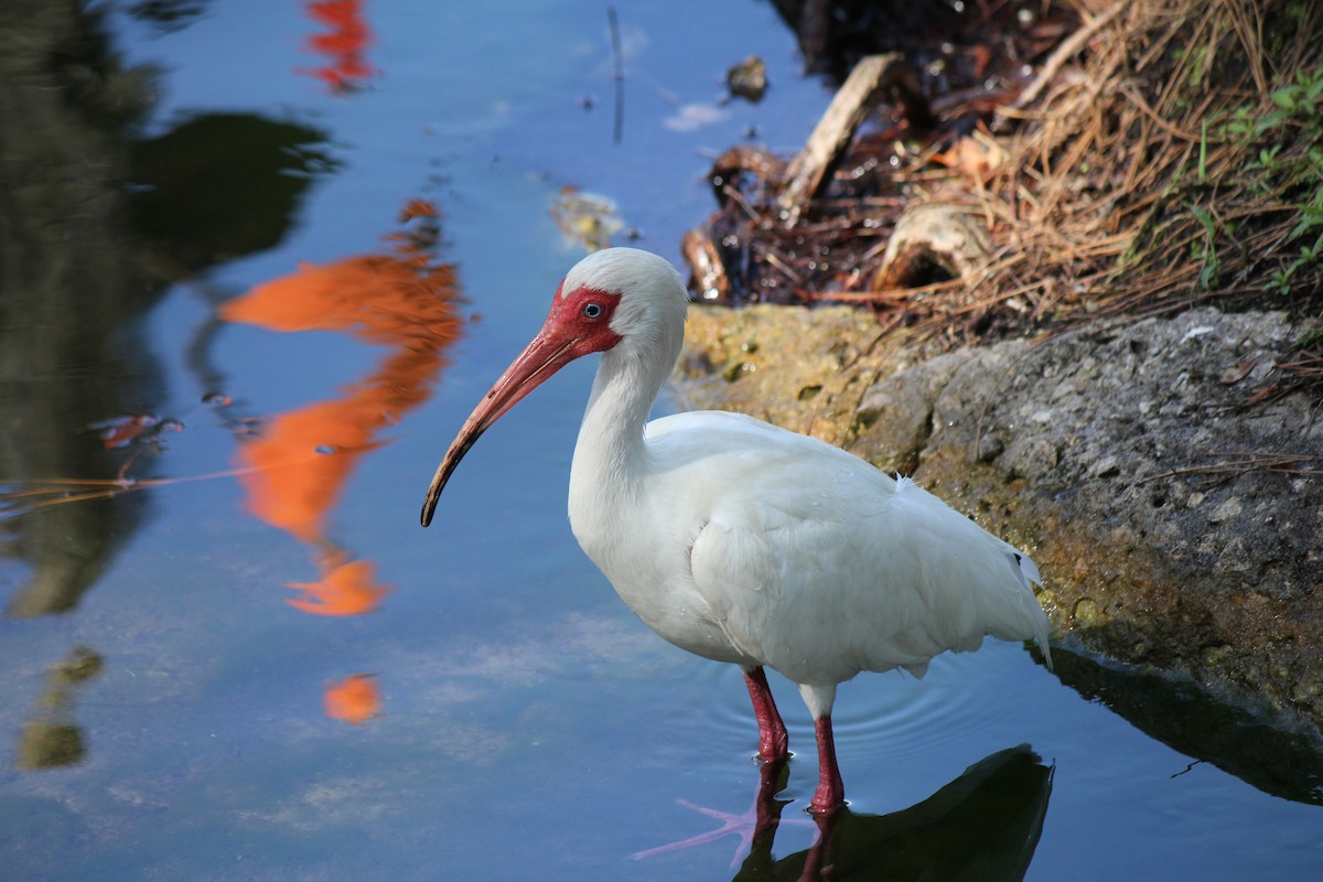 White Ibis - ML618733532