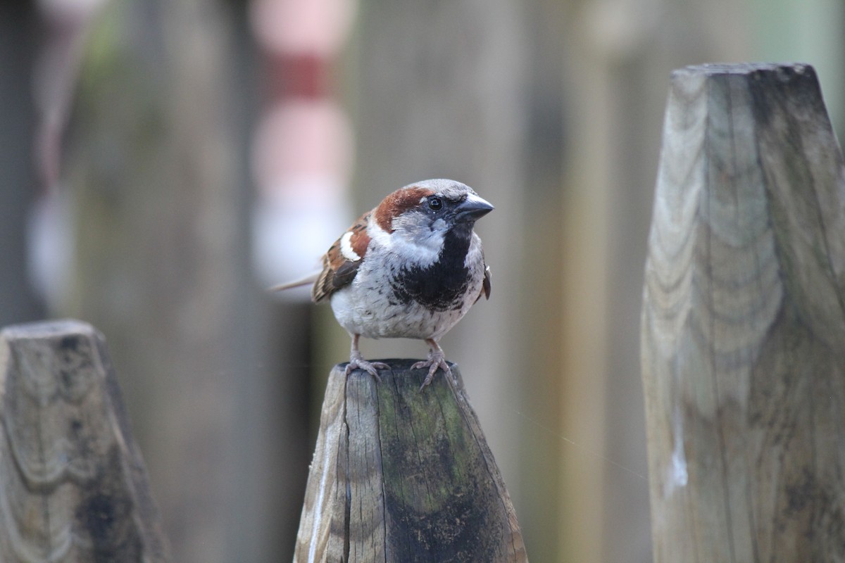 House Sparrow - ML618733536