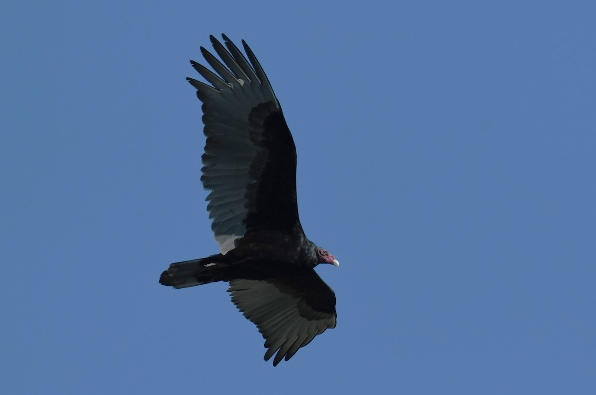 Turkey Vulture - ML618733542