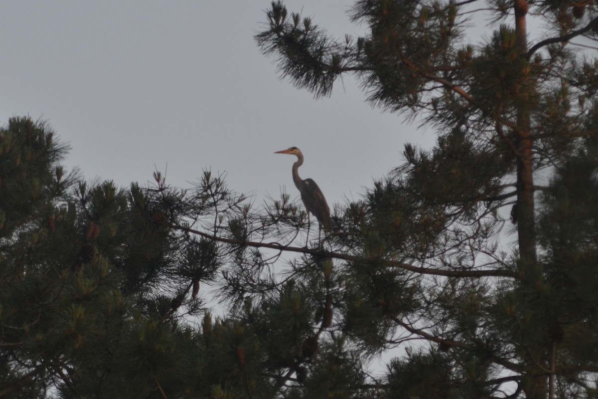 Gray Heron - ML618733548