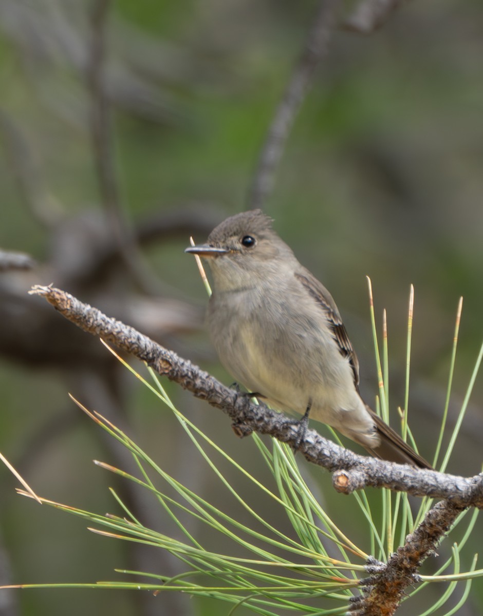 Western Wood-Pewee - Corry Clinton