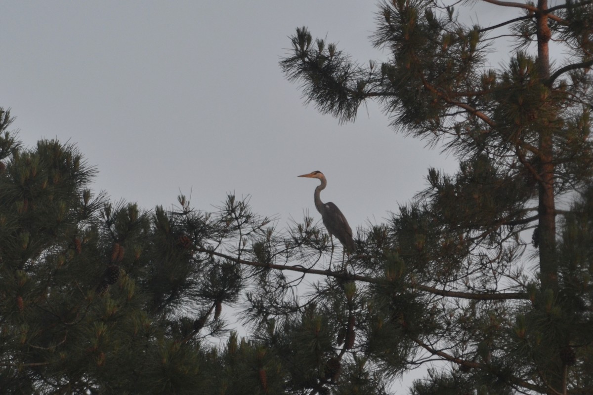 Gray Heron - ML618733554