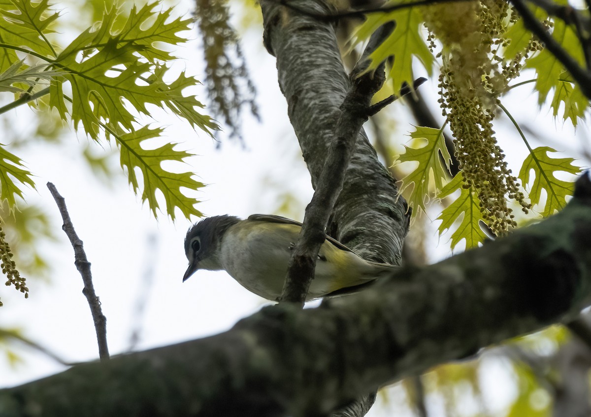 Vireo Solitario - ML618733562