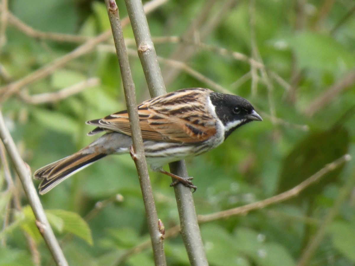 Reed Bunting - James Court