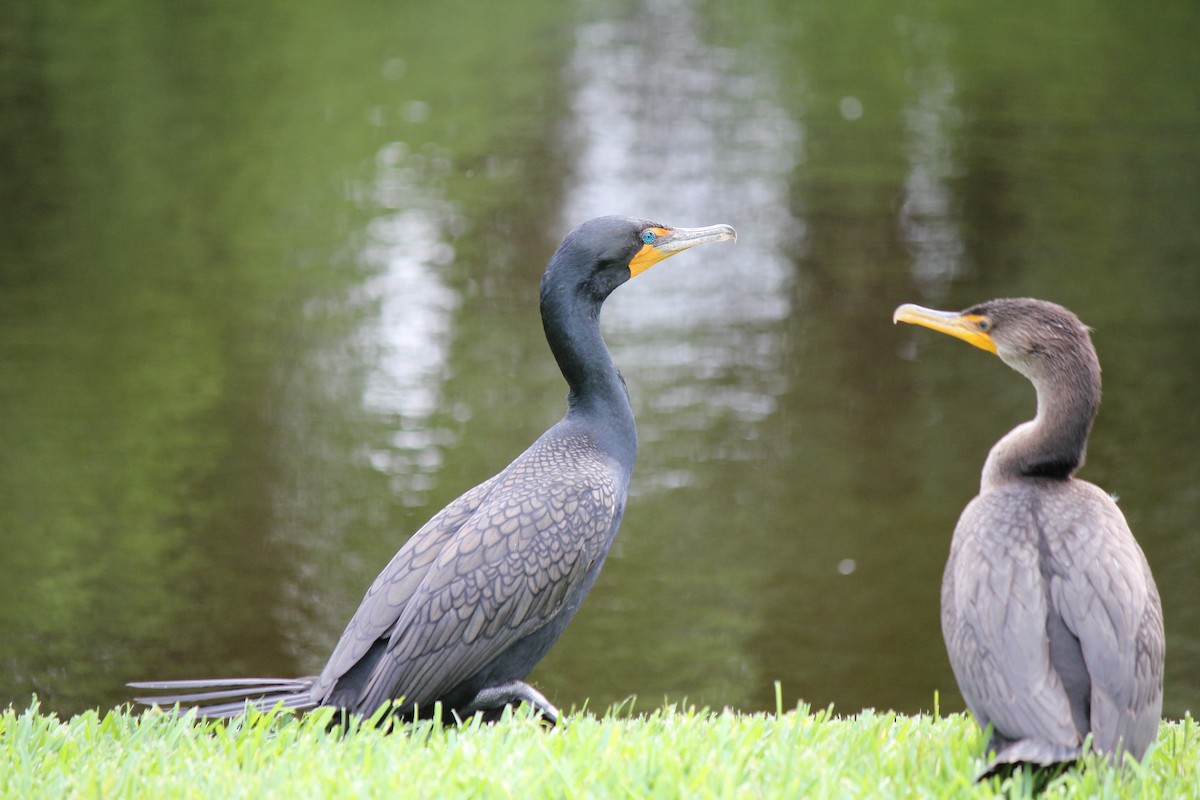 Double-crested Cormorant - ML618733585