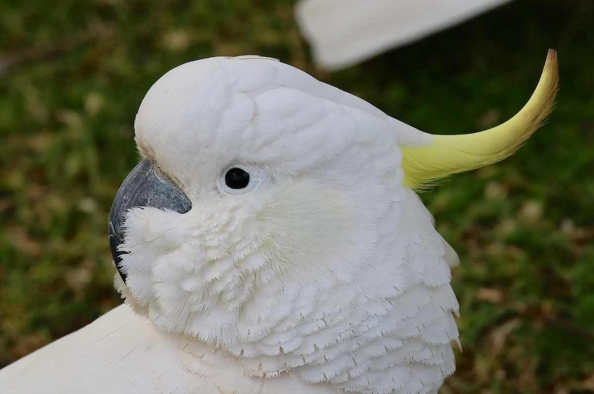 Sulphur-crested Cockatoo - ML618733594